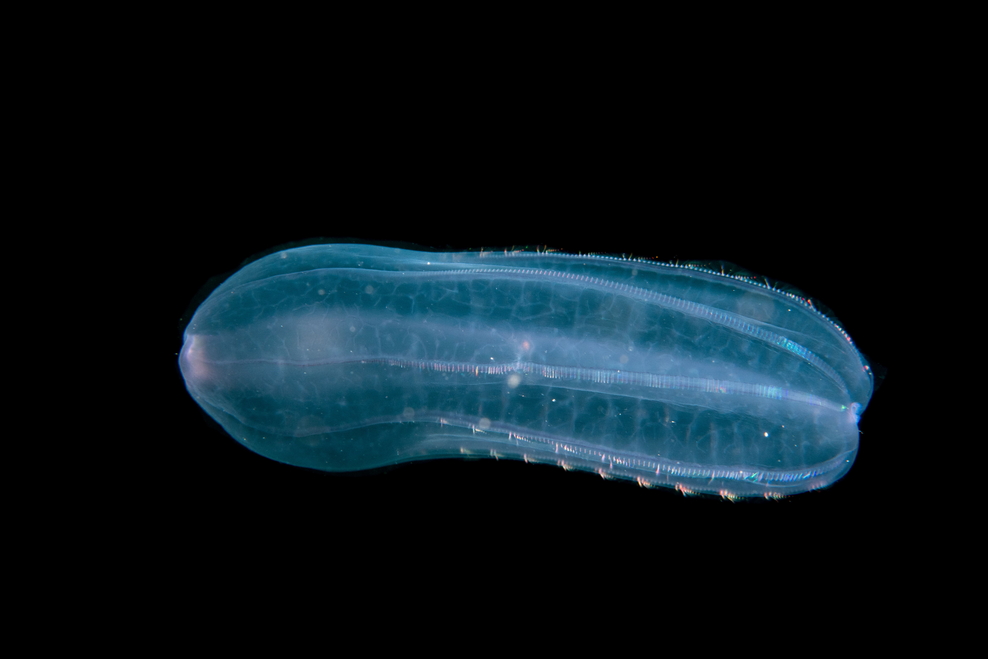 Wild Isles Dorset's marine habitat Dorset Wildlife Trust